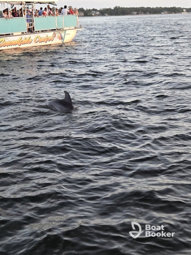 A dolphin swims near a boat filled with guests, showcasing a delightful wildlife encounter on the water.
