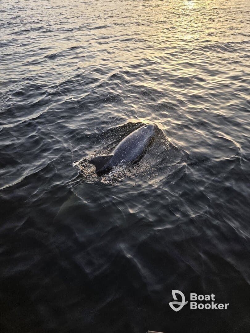 A dolphin gracefully swims through the shimmering waters, showcasing the beauty of marine wildlife in its natural habitat.