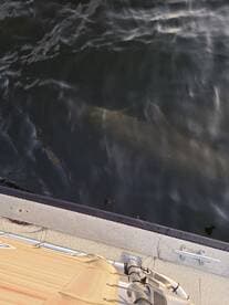 A glimpse of a dolphin swimming beneath the surface, showcasing the beauty of marine wildlife in its natural habitat.