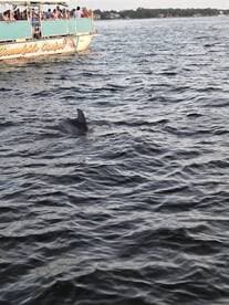 A dolphin swims near a boat filled with guests, showcasing a delightful wildlife encounter on the water.