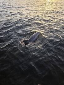 A dolphin gracefully swims through the shimmering waters, showcasing the beauty of marine wildlife in its natural habitat.
