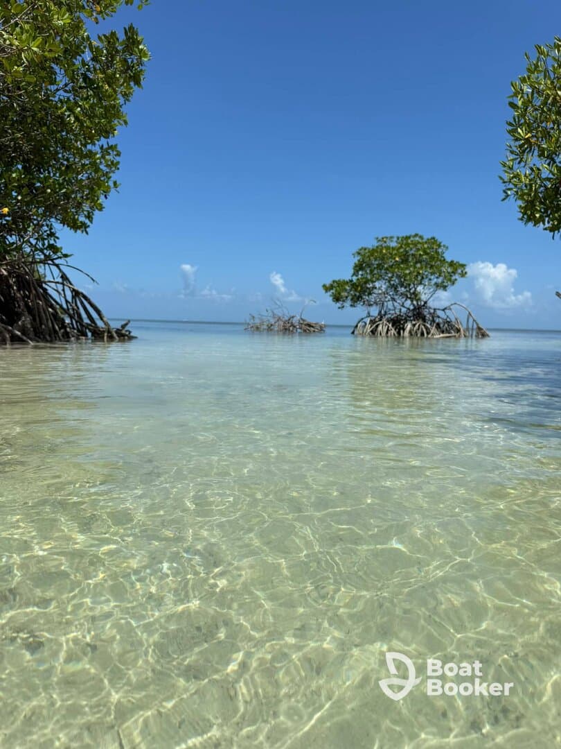 A serene view of mangroves rising from crystal-clear waters, showcasing the natural beauty of the coastal landscape — perfect for eco-tours and nature lovers.