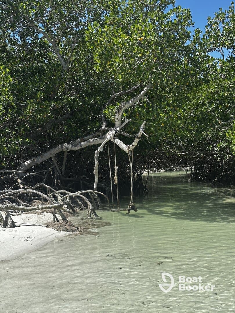 A serene view of mangrove trees and a sandy shoreline, capturing the natural beauty of a coastal environment.
