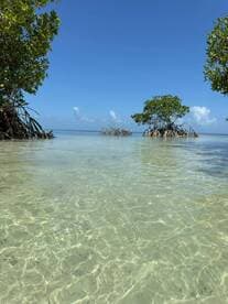 A serene view of mangroves rising from crystal-clear waters, showcasing the natural beauty of the coastal landscape — perfect for eco-tours and nature lovers.