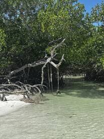 A serene view of mangrove trees and a sandy shoreline, capturing the natural beauty of a coastal environment.