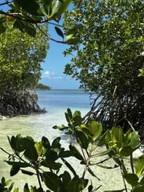 A serene view of a mangrove-lined coastline, showcasing the tranquil beauty of nature — perfect for eco tours and exploring hidden waterways.
