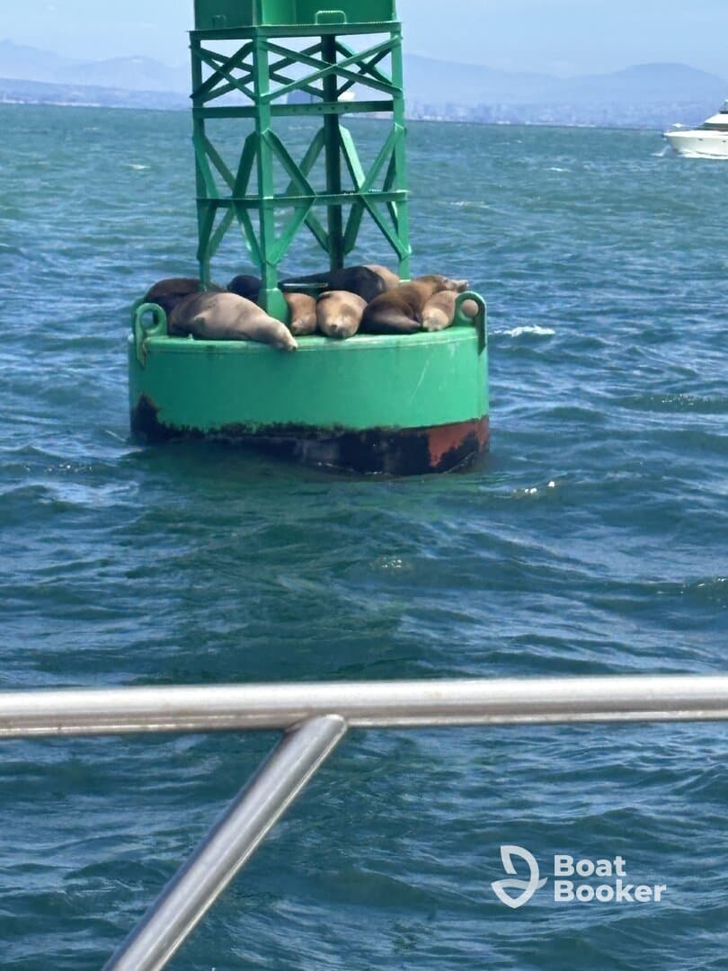 A group of seals lounging on a buoy in the water, showcasing a serene moment of wildlife interaction in their natural habitat.
