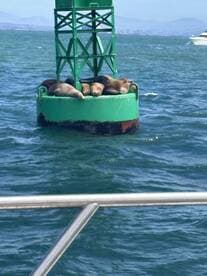 A group of seals lounging on a buoy in the water, showcasing a serene moment of wildlife interaction in their natural habitat.