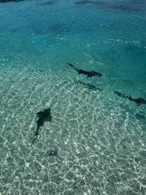 A stunning view of sharks swimming in crystal-clear waters, showcasing the beauty of marine wildlife in their natural habitat.