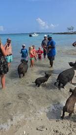 A lively scene of children interacting with swimming pigs at a beach, showcasing a unique wildlife experience in the Bahamas.