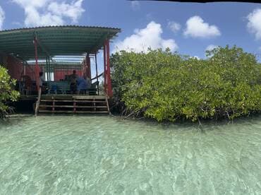 A group of people enjoys a sunny day at a waterfront location surrounded by mangroves, perfect for outdoor activities and relaxation.