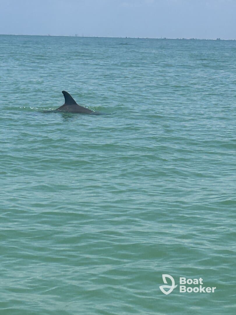 A dolphin gracefully swims through the clear waters, showcasing the beauty of marine wildlife in its natural habitat.