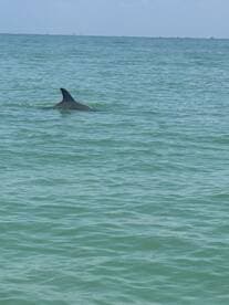 A dolphin gracefully swims through the clear waters, showcasing the beauty of marine wildlife in its natural habitat.