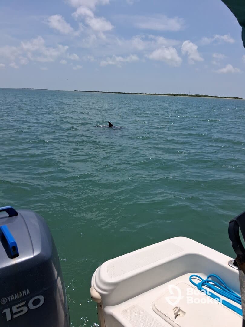 A dolphin is spotted swimming in the clear waters, showcasing the beauty of marine wildlife during a boating adventure.