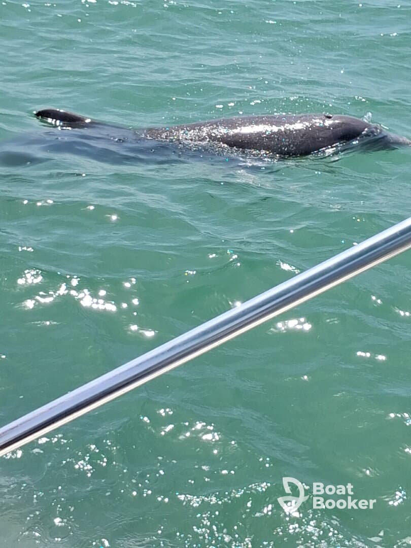 A dolphin swims gracefully in clear waters, showcasing the beauty of marine wildlife encounters.
