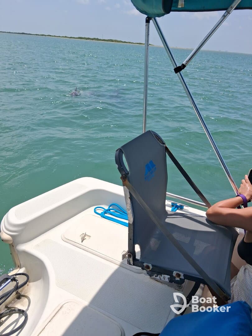 A close-up view of a dolphin swimming near a boat, showcasing a unique wildlife encounter on the water.