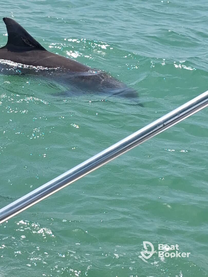 A dolphin gracefully swims through the clear waters, showcasing the beauty of marine wildlife in its natural habitat.