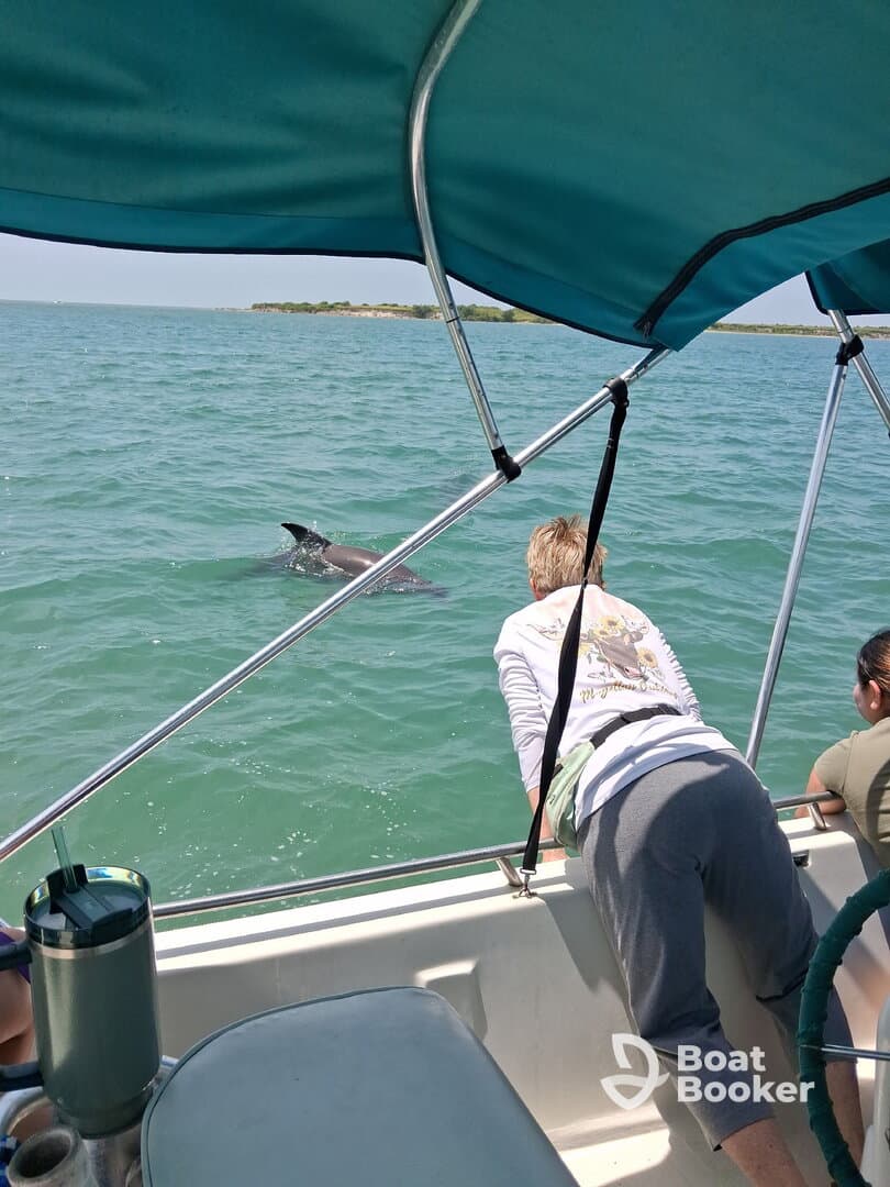 Guests on a boat lean over to observe dolphins swimming nearby, capturing a magical wildlife encounter in the water.