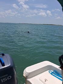 A dolphin is spotted swimming in the clear waters, showcasing the beauty of marine wildlife during a boating adventure.