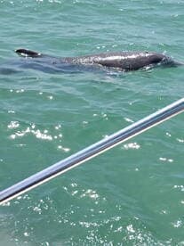 A dolphin swims gracefully in clear waters, showcasing the beauty of marine wildlife encounters.