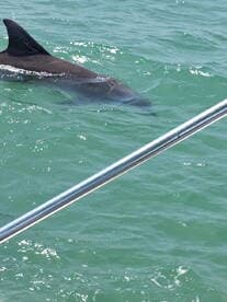 A dolphin gracefully swims through the clear waters, showcasing the beauty of marine wildlife in its natural habitat.