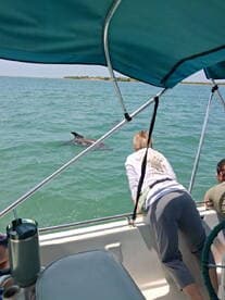 Guests on a boat lean over to observe dolphins swimming nearby, capturing a magical wildlife encounter in the water.