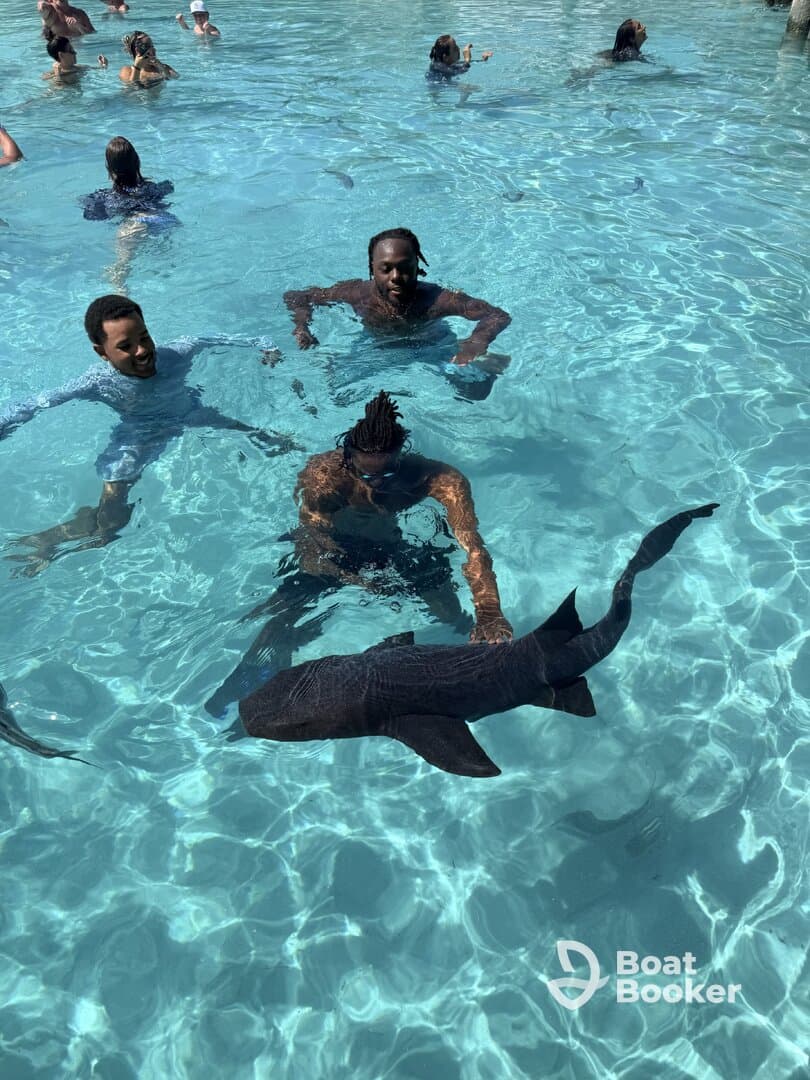 Guests interact with a shark while swimming in clear turquoise waters, creating an unforgettable wildlife experience.