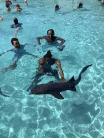 Guests interact with a shark while swimming in clear turquoise waters, creating an unforgettable wildlife experience.