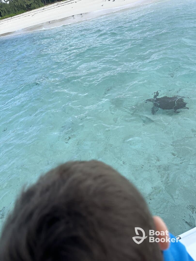 A child observes a turtle swimming in crystal-clear waters, showcasing a beautiful wildlife encounter in a tropical paradise.