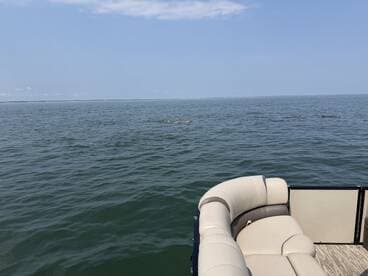 A serene view of dolphins swimming in the distance, captured from a pontoon boat — a perfect moment for wildlife enthusiasts on the water.