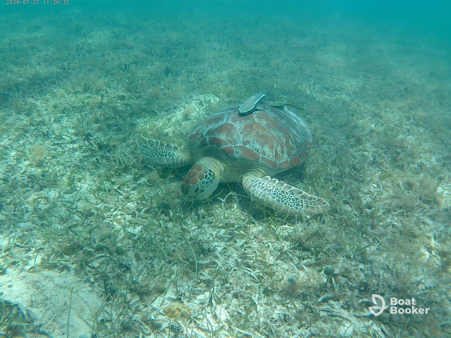 A serene underwater view of a green sea turtle resting on the ocean floor, showcasing the beauty of marine wildlife in its natural habitat.