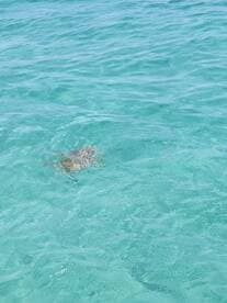 A serene view of a turtle swimming in crystal-clear waters, showcasing the beauty of marine wildlife in its natural habitat.