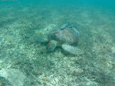 A serene underwater view of a green sea turtle resting on the ocean floor, showcasing the beauty of marine wildlife in its natural habitat.