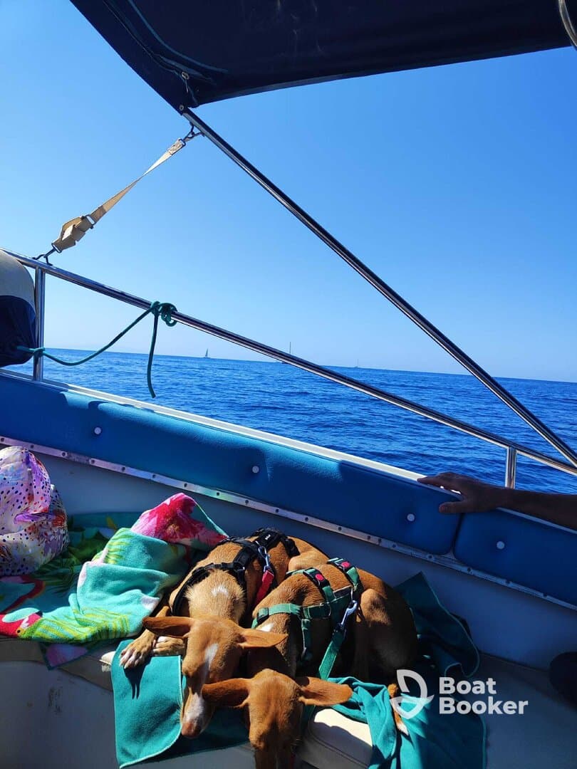 Two dogs relax on a boat while enjoying the ocean view, showcasing a perfect day on the water with furry companions.