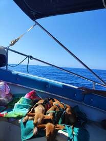 Two dogs relax on a boat while enjoying the ocean view, showcasing a perfect day on the water with furry companions.