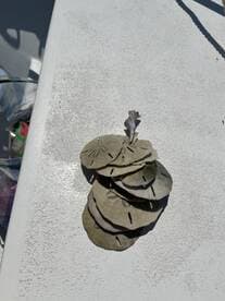 A collection of sand dollars displayed on a boat's surface, perfect for beachcombing enthusiasts and marine life lovers.