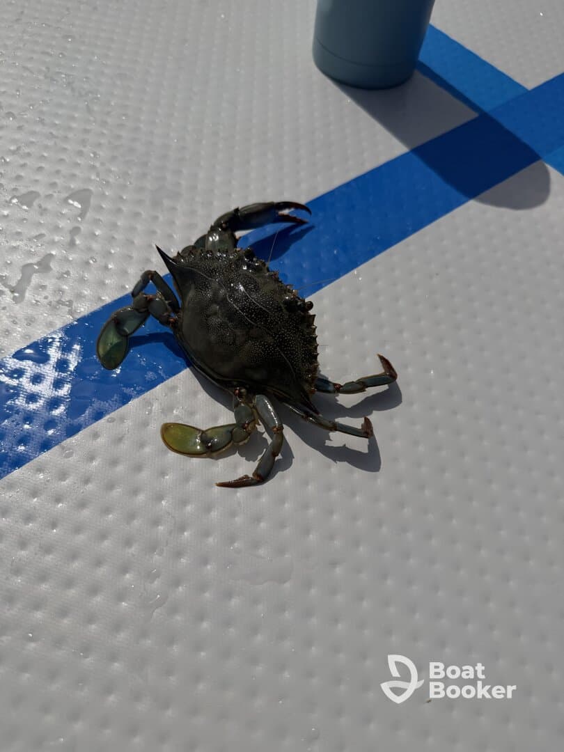 First Crab Island Trip!!!