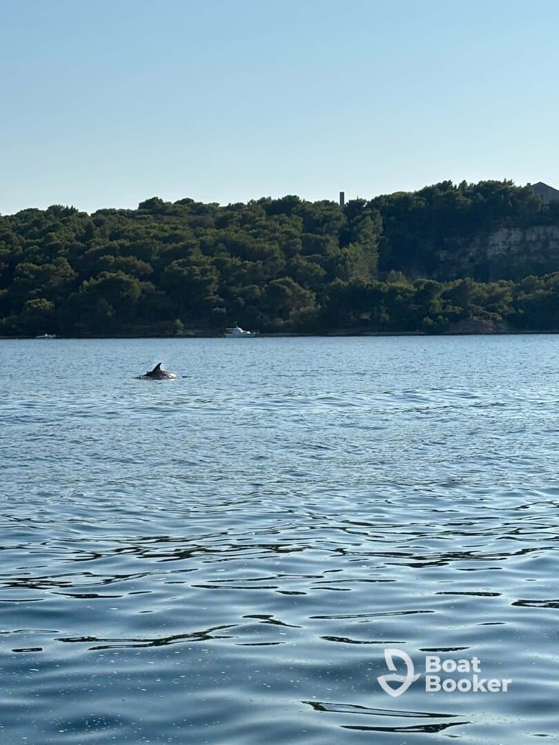 A dolphin gracefully swims in calm waters, showcasing the beauty of marine wildlife in a serene natural setting.