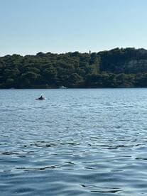 A dolphin gracefully swims in calm waters, showcasing the beauty of marine wildlife in a serene natural setting.