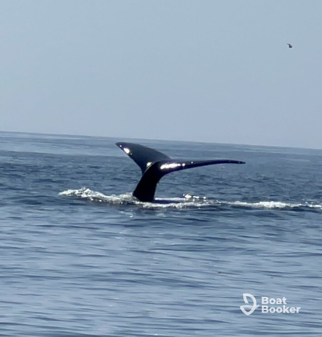 A majestic whale tail emerges from the water, showcasing the beauty of marine wildlife during a boat tour.