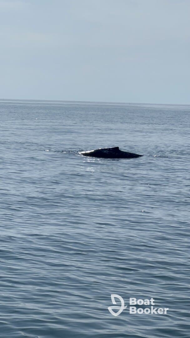A majestic whale surfaces in calm waters, showcasing the beauty of marine wildlife encounters.