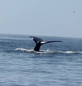 A majestic whale tail emerges from the water, showcasing the beauty of marine wildlife during a boat tour.