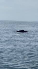 A majestic whale surfaces in calm waters, showcasing the beauty of marine wildlife encounters.