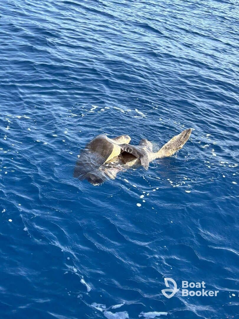 A stunning close-up of a turtle swimming in the clear blue waters, showcasing the beauty of marine wildlife.