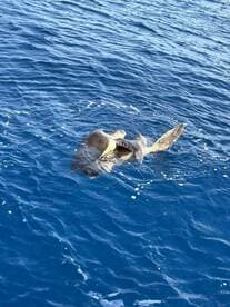 A stunning close-up of a turtle swimming in the clear blue waters, showcasing the beauty of marine wildlife.