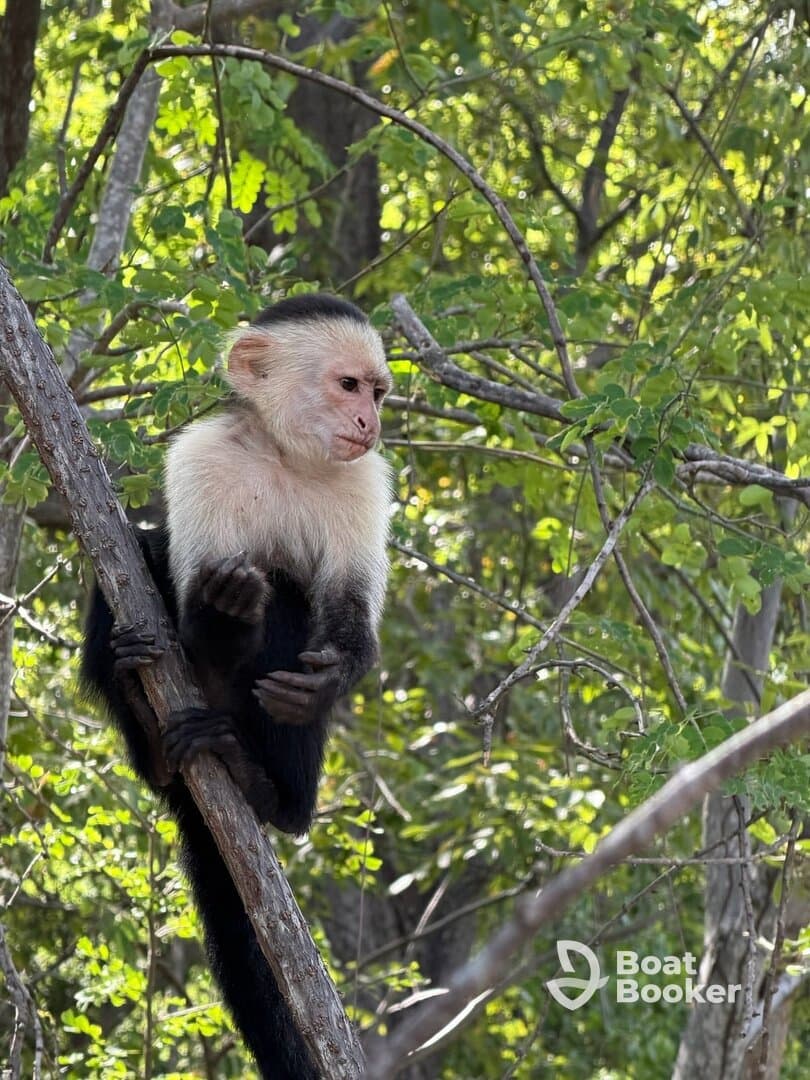A curious monkey perches on a tree branch, showcasing the beauty of wildlife in its natural habitat.