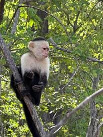A curious monkey perches on a tree branch, showcasing the beauty of wildlife in its natural habitat.
