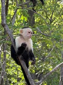 A close-up of a monkey perched on a tree branch, showcasing its curious expression amidst a lush green backdrop — a delightful encounter with wildlife.