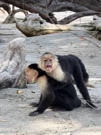 A captivating moment featuring two monkeys interacting on the sandy ground, showcasing the playful nature of wildlife in their natural habitat.