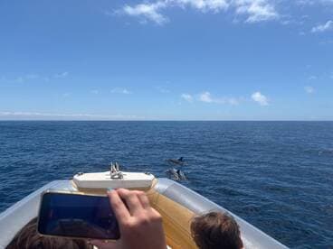A thrilling moment as guests on a boat capture dolphins swimming alongside — an unforgettable wildlife experience in the open sea.